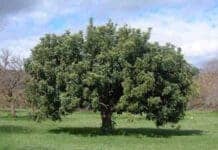 Η ΧΑΡΟΥΠΙΑ ΚΑΙ ΤΟ ΜΕΛΛΟΝ ΤΗΣ Δέντρο σε πράσινο τοπίο με καθαρό ουρανό, συμβολίζει τη διαρκή ανανέωση και τη συμμετοχή.