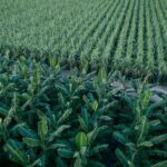 Η Σημασία της Συμφωνίας ΕΕ-Mercosur για την Ελληνική Οικονομία Ανθούσες δέντρα και καλλιέργειες στον αγροτικό τομέα.