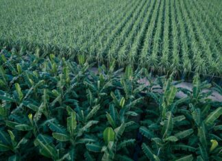 Η Σημασία της Συμφωνίας ΕΕ-Mercosur για την Ελληνική Οικονομία Ανθούσες δέντρα και καλλιέργειες στον αγροτικό τομέα.