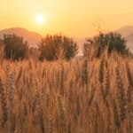 Η «ΚΥΚΛΙΚΗ ΔΗΜΟΚΡΑΤΙΑ» ΞΕΣΚΕΠΑΖΕΙ ΤΟΝ ΕΜΠΑΙΓΜΟ ΤΩΝ ΑΓΡΟΤΩΝ – ΨΙΧΟΥΛΑ ΚΑΙ ΥΠΟΣΧΕΣΕΙΣ ΓΙΑ ΝΑ ΣΒΗΣΟΥΝ ΟΙ ΜΗΧΑΝΕΣ Αγρότες και καλαμπόκι σε καλλιέργεια με ηλιοβασίλεμα, συμβολίζοντας την κυκλική δημοκρατία.