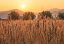 Η «ΚΥΚΛΙΚΗ ΔΗΜΟΚΡΑΤΙΑ» ΞΕΣΚΕΠΑΖΕΙ ΤΟΝ ΕΜΠΑΙΓΜΟ ΤΩΝ ΑΓΡΟΤΩΝ – ΨΙΧΟΥΛΑ ΚΑΙ ΥΠΟΣΧΕΣΕΙΣ ΓΙΑ ΝΑ ΣΒΗΣΟΥΝ ΟΙ ΜΗΧΑΝΕΣ Αγρότες και καλαμπόκι σε καλλιέργεια με ηλιοβασίλεμα, συμβολίζοντας την κυκλική δημοκρατία.