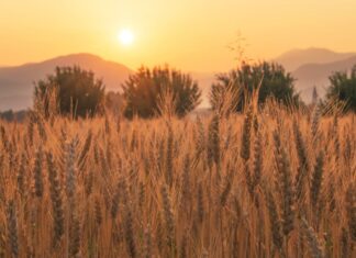 Η «ΚΥΚΛΙΚΗ ΔΗΜΟΚΡΑΤΙΑ» ΞΕΣΚΕΠΑΖΕΙ ΤΟΝ ΕΜΠΑΙΓΜΟ ΤΩΝ ΑΓΡΟΤΩΝ – ΨΙΧΟΥΛΑ ΚΑΙ ΥΠΟΣΧΕΣΕΙΣ ΓΙΑ ΝΑ ΣΒΗΣΟΥΝ ΟΙ ΜΗΧΑΝΕΣ Αγρότες και καλαμπόκι σε καλλιέργεια με ηλιοβασίλεμα, συμβολίζοντας την κυκλική δημοκρατία.