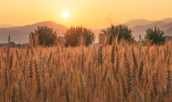 Αγρότες και καλαμπόκι σε καλλιέργεια με ηλιοβασίλεμα, συμβολίζοντας την κυκλική δημοκρατία.