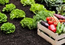 Η «ΚΥΚΛΙΚΗ ΔΗΜΟΚΡΑΤΙΑ» ΑΠΑΝΤΑ ΣΤΙΣ «ΔΙΑΠΙΣΤΩΣΕΙΣ» ΤΩΝ ΚΥΒΕΡΝΗΤΙΚΩΝ ΒΟΥΛΕΥΤΩΝ – Η ΥΠΑΙΘΡΟΣ ΔΕΝ ΧΡΕΙΑΖΕΤΑΙ ΕΥΧΟΛΟΓΙΑ, ΧΡΕΙΑΖΕΤΑΙ ΣΥΓΚΡΟΥΣΗ ΜΕ ΤΑ ΚΑΡΤΕΛ Φρέσκα λαχανικά και σαλάτες σε κήπο, οργανική καλλιέργεια.