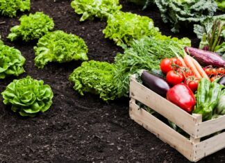 Η «ΚΥΚΛΙΚΗ ΔΗΜΟΚΡΑΤΙΑ» ΑΠΑΝΤΑ ΣΤΙΣ «ΔΙΑΠΙΣΤΩΣΕΙΣ» ΤΩΝ ΚΥΒΕΡΝΗΤΙΚΩΝ ΒΟΥΛΕΥΤΩΝ – Η ΥΠΑΙΘΡΟΣ ΔΕΝ ΧΡΕΙΑΖΕΤΑΙ ΕΥΧΟΛΟΓΙΑ, ΧΡΕΙΑΖΕΤΑΙ ΣΥΓΚΡΟΥΣΗ ΜΕ ΤΑ ΚΑΡΤΕΛ Φρέσκα λαχανικά και σαλάτες σε κήπο, οργανική καλλιέργεια.