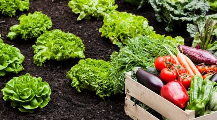 Η «ΚΥΚΛΙΚΗ ΔΗΜΟΚΡΑΤΙΑ» ΑΠΑΝΤΑ ΣΤΙΣ «ΔΙΑΠΙΣΤΩΣΕΙΣ» ΤΩΝ ΚΥΒΕΡΝΗΤΙΚΩΝ ΒΟΥΛΕΥΤΩΝ – Η ΥΠΑΙΘΡΟΣ ΔΕΝ ΧΡΕΙΑΖΕΤΑΙ ΕΥΧΟΛΟΓΙΑ, ΧΡΕΙΑΖΕΤΑΙ ΣΥΓΚΡΟΥΣΗ ΜΕ ΤΑ ΚΑΡΤΕΛ Φρέσκα λαχανικά και σαλάτες σε κήπο, οργανική καλλιέργεια.