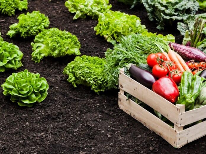 Φρέσκα λαχανικά και σαλάτες σε κήπο, οργανική καλλιέργεια.